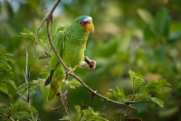 Amazonan belocely - Amazona albifrons - White-fronted Amazon Parrot 3588
